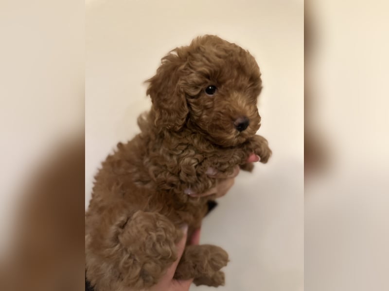 Pudel Welpen Zwergpudel aus Champion-Familie in fawn red braun Elterntiere mit Ahnentafel FCI Toy