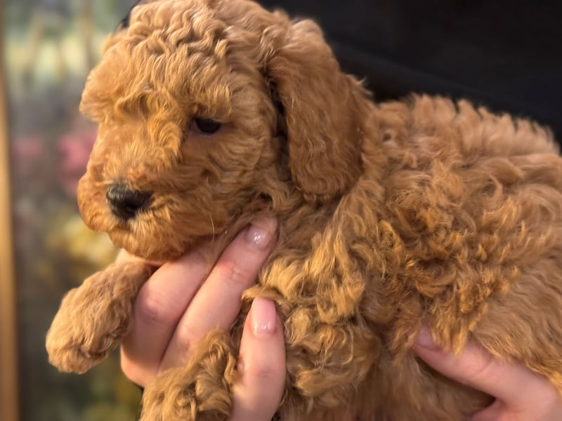 Pudel Welpen Zwergpudel aus Champion-Familie in fawn red braun Elterntiere mit Ahnentafel FCI Toy
