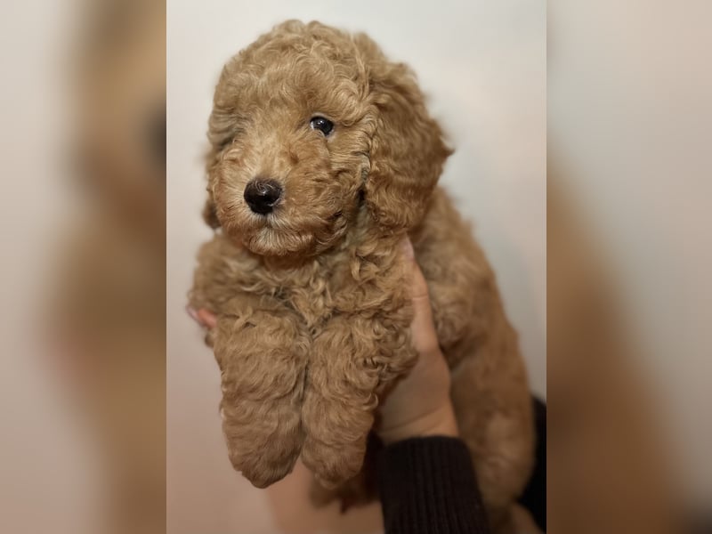 Pudel Welpen Zwergpudel aus Champion-Familie in fawn red braun Elterntiere mit Ahnentafel FCI Toy
