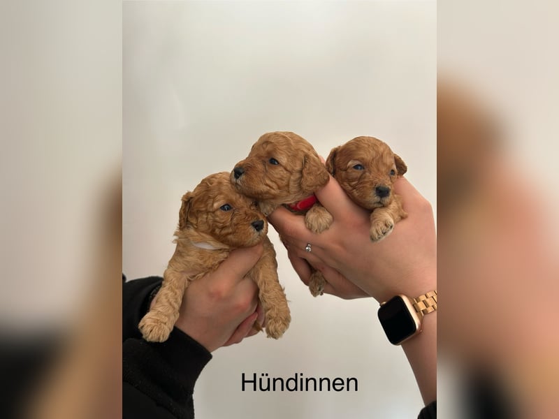Wunderschöne reinrassige Toy- und Zwergpudelwelpen suchen ein liebevolles Zuhause