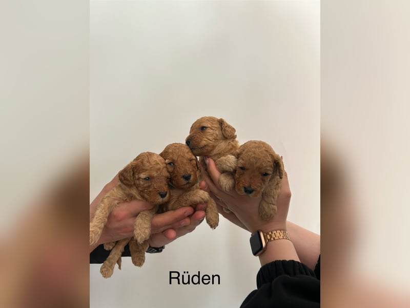 Wunderschöne reinrassige Toy- und Zwergpudelwelpen suchen ein liebevolles Zuhause
