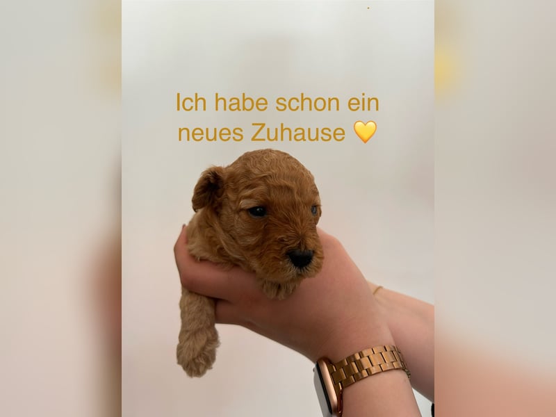 Wunderschöne reinrassige Toy- und Zwergpudelwelpen suchen ein liebevolles Zuhause