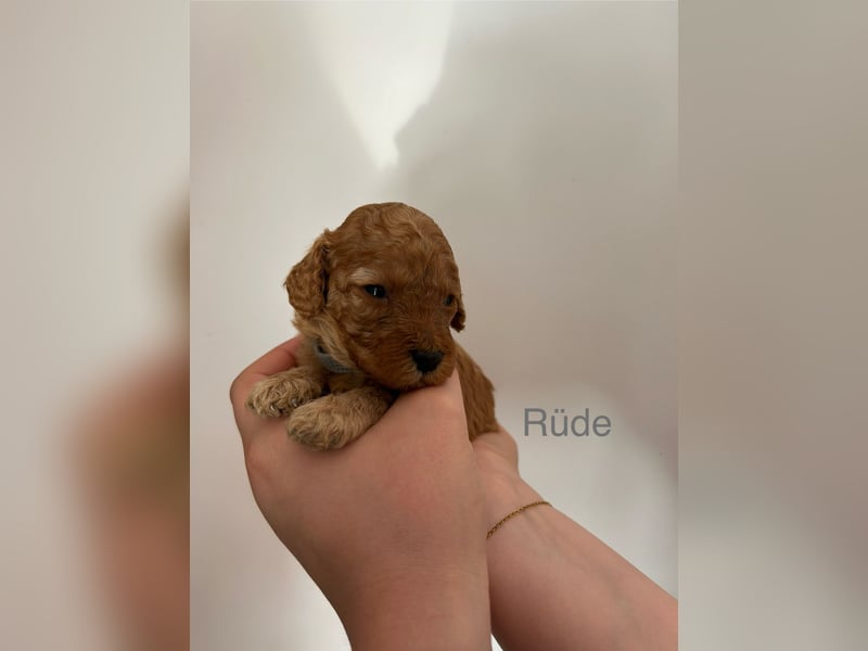 Wunderschöne reinrassige Toy- und Zwergpudelwelpen suchen ein liebevolles Zuhause