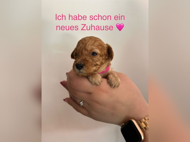 Wunderschöne reinrassige Toy- und Zwergpudelwelpen suchen ein liebevolles Zuhause