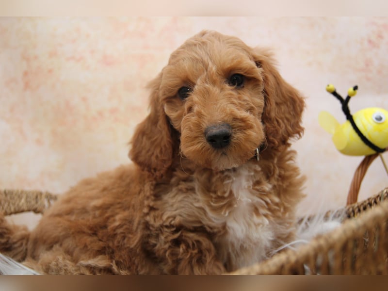Pudel-Welpen aus familiärer Vereinszucht 38-46 cm, in red-fawn (mit Papiere), sind auszugsbereit!