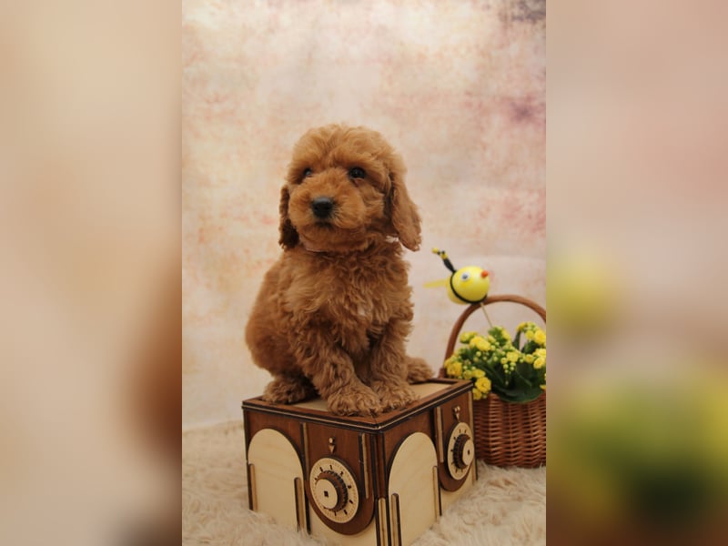 Pudel-Welpen aus familiärer Vereinszucht 38-46 cm, in red-fawn (mit Papiere), sind auszugsbereit!