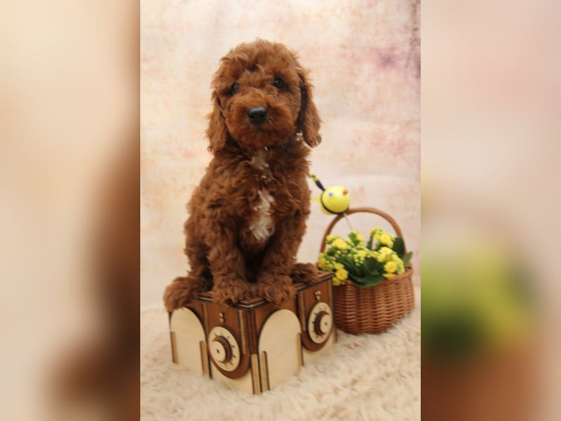 Pudel-Welpen aus familiärer Vereinszucht 38-46 cm, in red-fawn (mit Papiere), sind auszugsbereit!