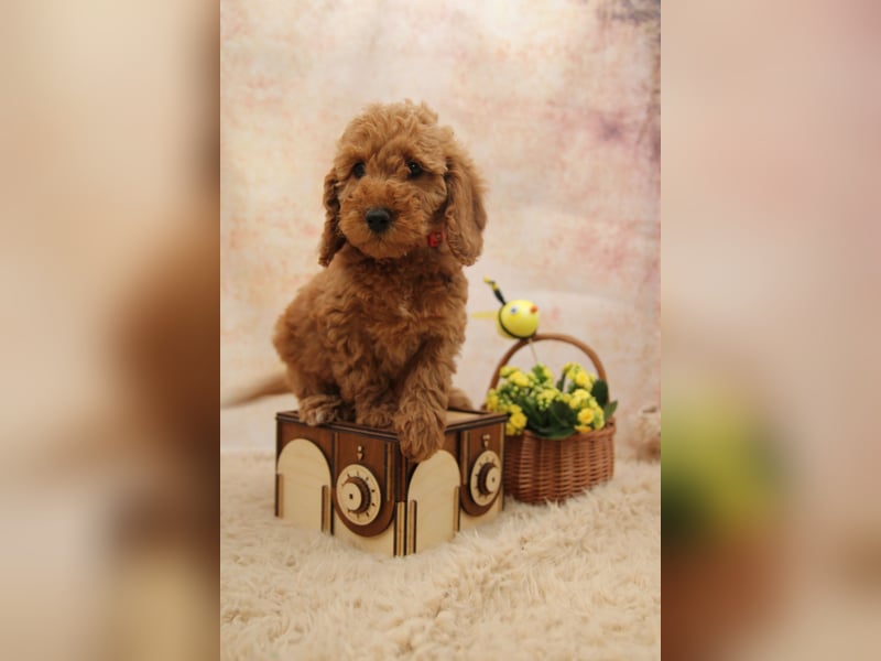 Pudel-Welpen aus familiärer Vereinszucht 38-46 cm, in red-fawn (mit Papiere), sind auszugsbereit!