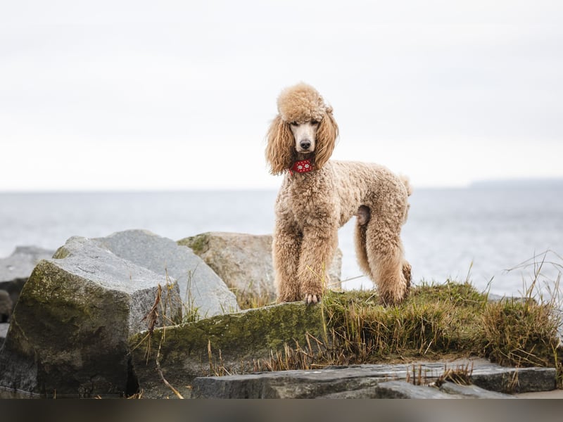 Deckrüde Heartbreaker Sulley von der Herbordsburg sucht Herzensdamen