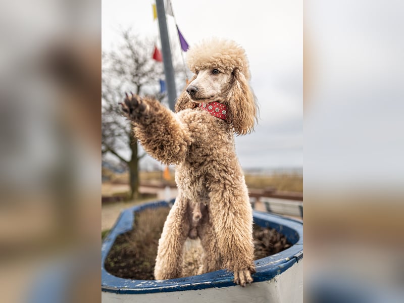 Deckrüde Heartbreaker Sulley von der Herbordsburg sucht Herzensdamen