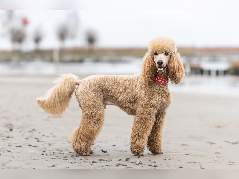 Deckrüde Heartbreaker Sulley von der Herbordsburg sucht Herzensdamen