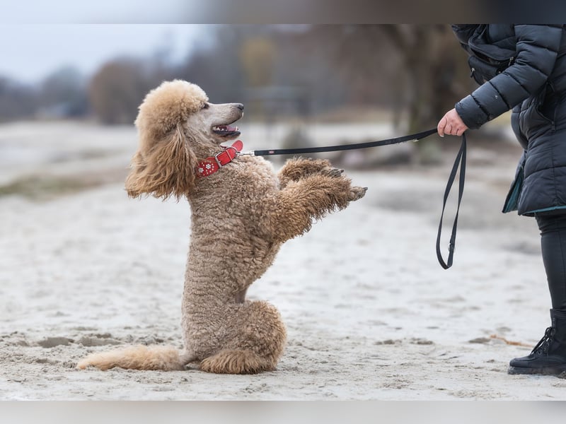 Deckrüde Heartbreaker Sulley von der Herbordsburg sucht Herzensdamen