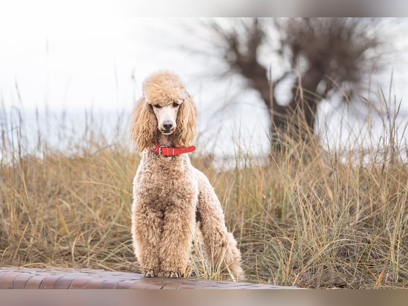 Deckrüde Heartbreaker Sulley von der Herbordsburg sucht Herzensdamen