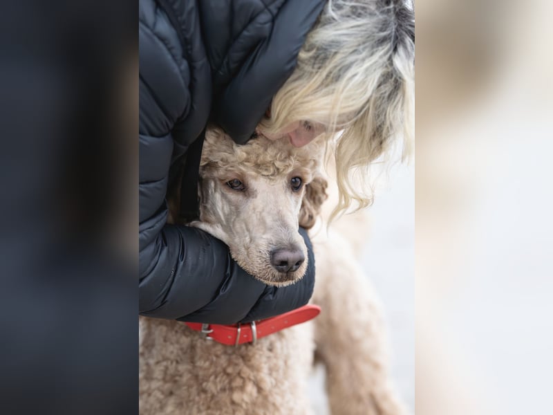 Deckrüde Heartbreaker Sulley von der Herbordsburg sucht Herzensdamen