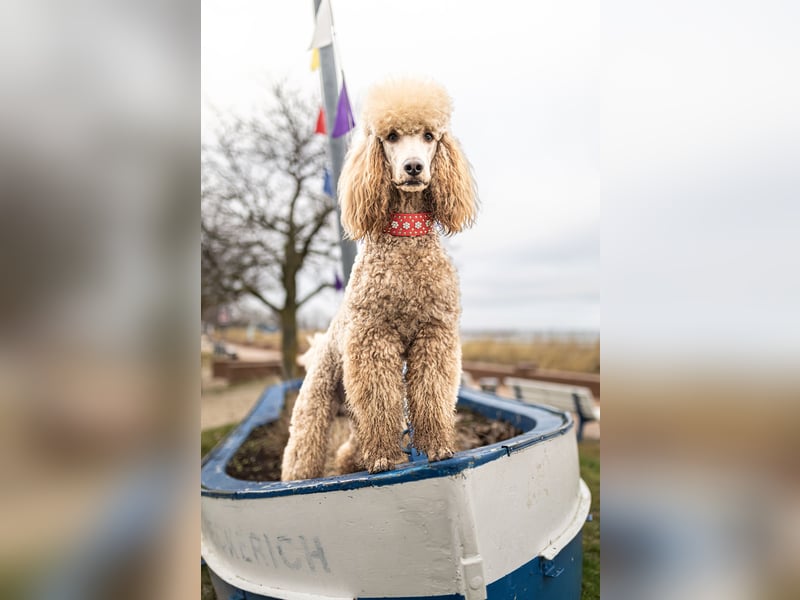 Deckrüde Heartbreaker Sulley von der Herbordsburg sucht Herzensdamen