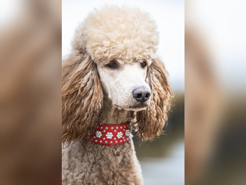 Deckrüde Heartbreaker Sulley von der Herbordsburg sucht Herzensdamen