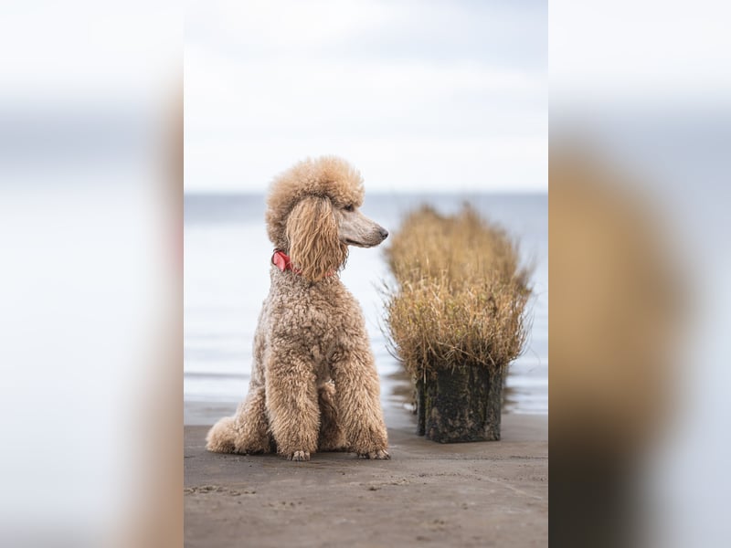 Deckrüde Heartbreaker Sulley von der Herbordsburg sucht Herzensdamen