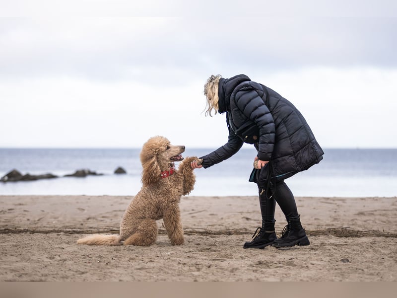 Deckrüde Heartbreaker Sulley von der Herbordsburg sucht Herzensdamen