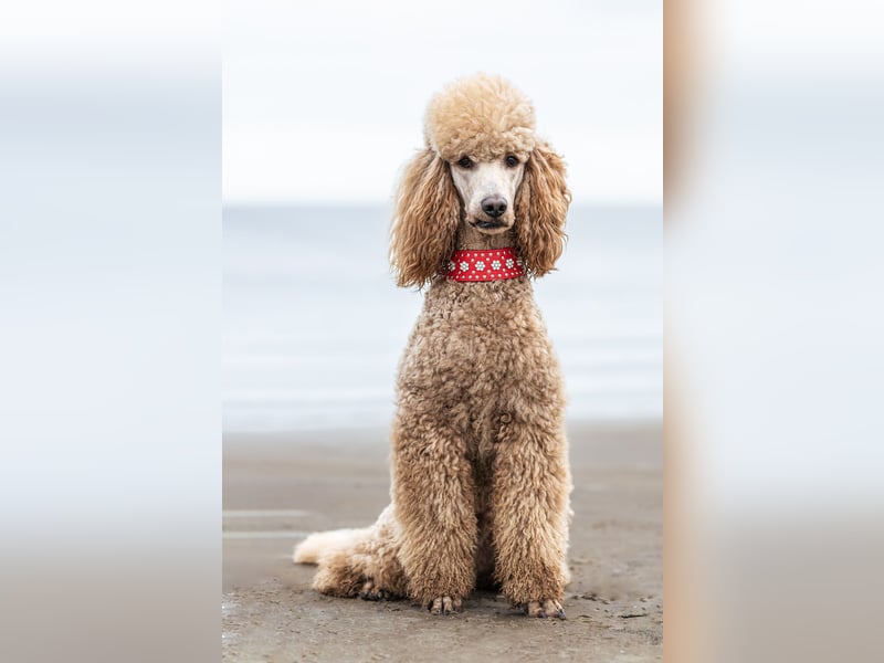 Deckrüde Heartbreaker Sulley von der Herbordsburg sucht Herzensdamen