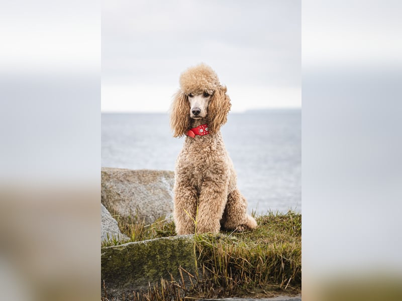 Deckrüde Heartbreaker Sulley von der Herbordsburg sucht Herzensdamen