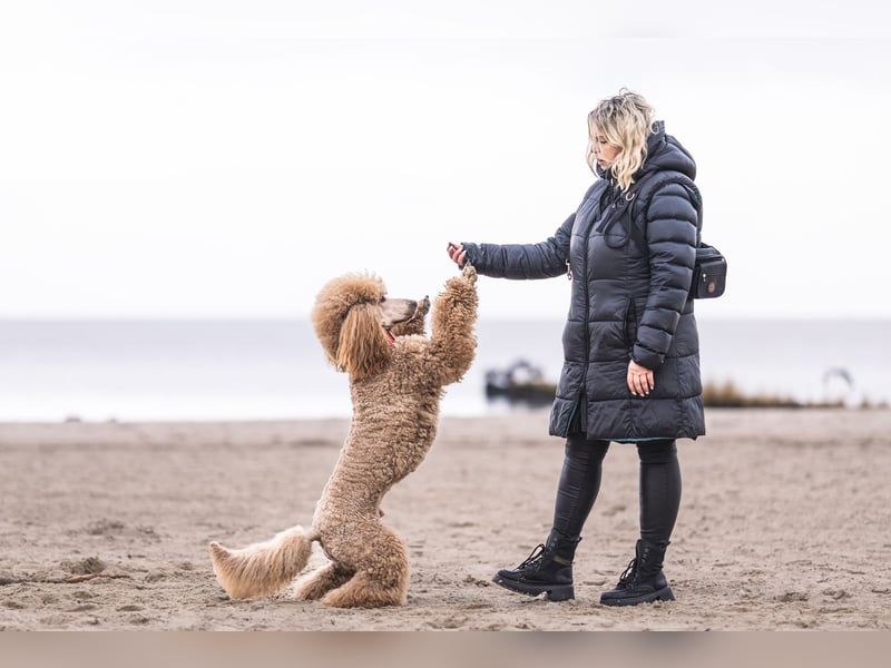 Deckrüde Heartbreaker Sulley von der Herbordsburg sucht Herzensdamen