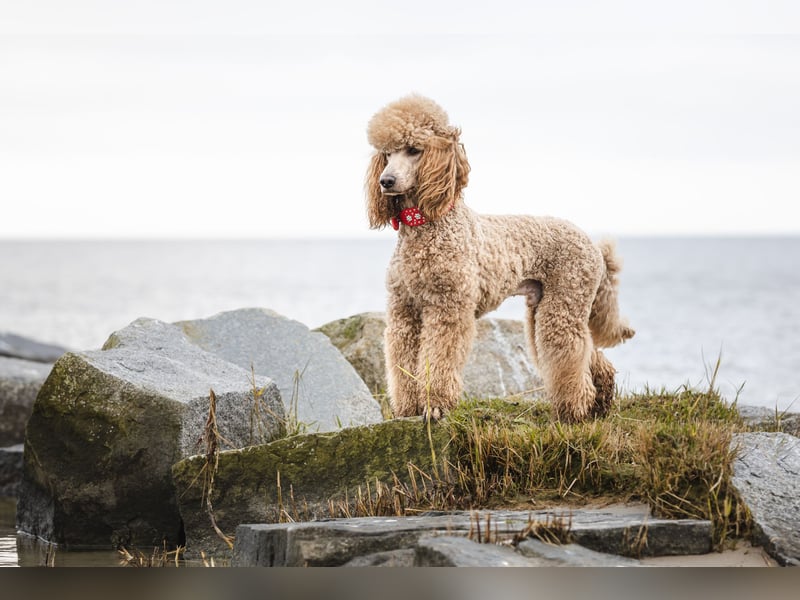 Deckrüde Heartbreaker Sulley von der Herbordsburg sucht Herzensdamen