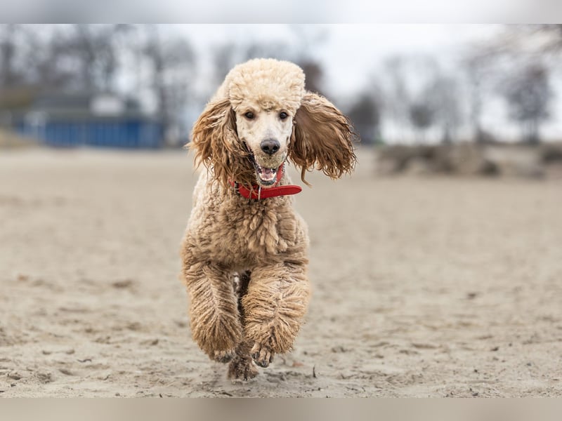 Deckrüde Heartbreaker Sulley von der Herbordsburg sucht Herzensdamen