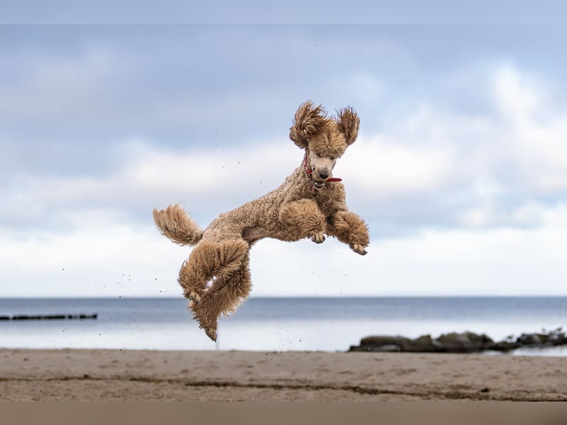 Deckrüde Heartbreaker Sulley von der Herbordsburg sucht Herzensdamen