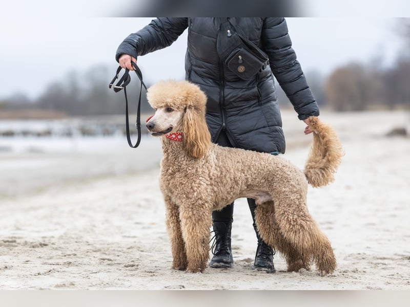 Deckrüde Heartbreaker Sulley von der Herbordsburg sucht Herzensdamen