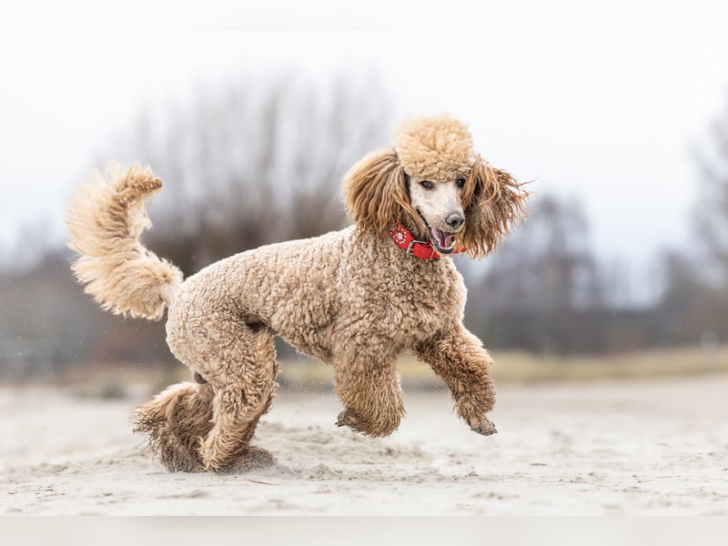 Deckrüde Heartbreaker Sulley von der Herbordsburg sucht Herzensdamen