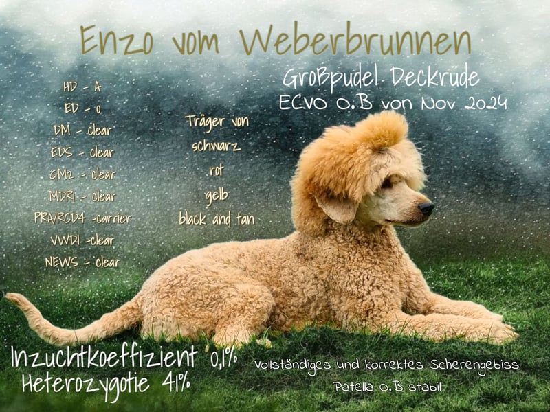 Großpudel Deckrüde