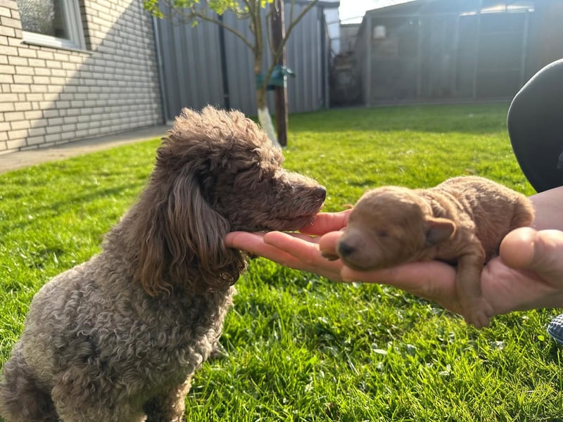 Welpen Pudel , Toypudel , Minipudel