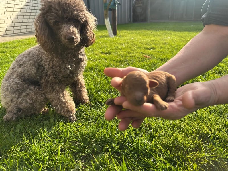 Welpen Pudel , Toypudel , Minipudel