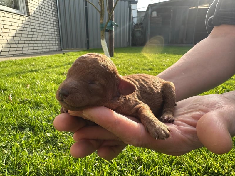 Welpen Pudel , Toypudel , Minipudel