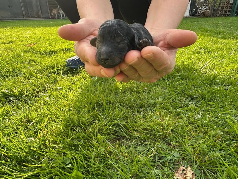 Welpen Pudel , Toypudel , Minipudel