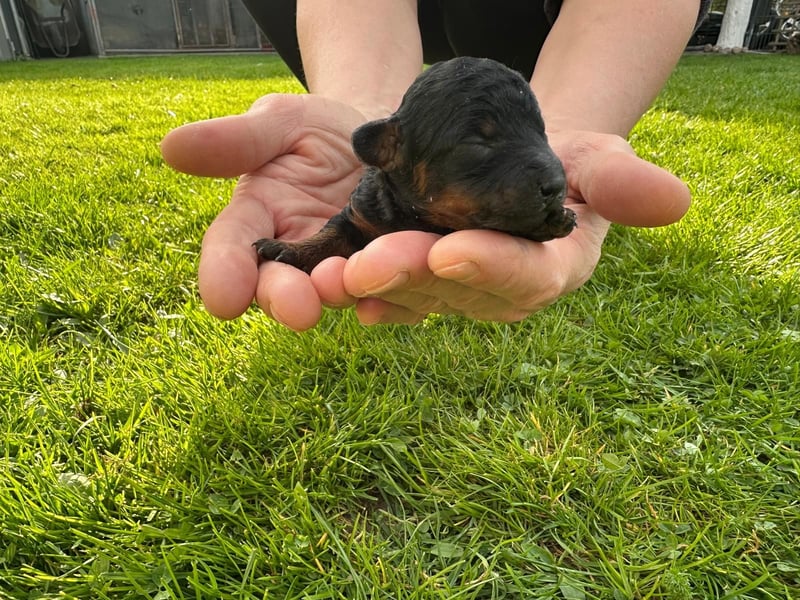 Welpen Pudel , Toypudel , Minipudel