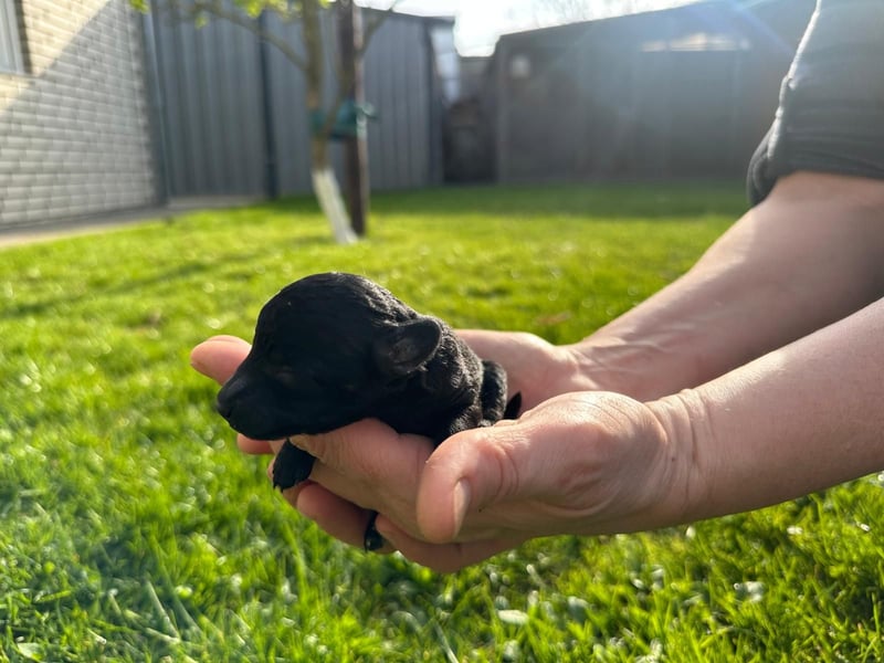Welpen Pudel , Toypudel , Minipudel
