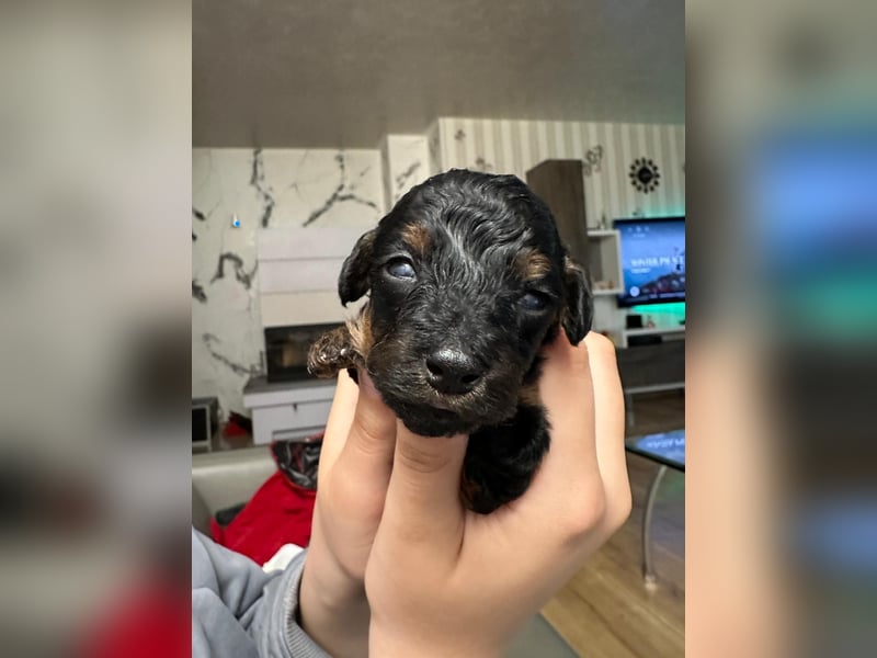 Welpen Pudel , Toypudel , Minipudel