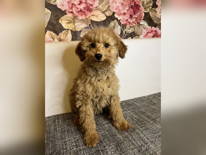 Maltipoo-Mädchen
