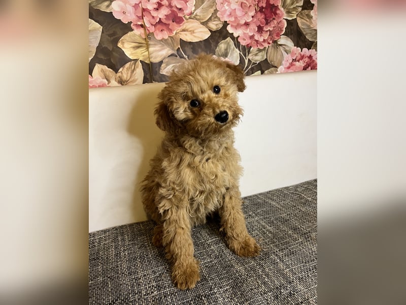 Maltipoo-Mädchen