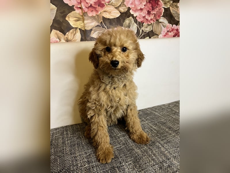 Maltipoo-Mädchen