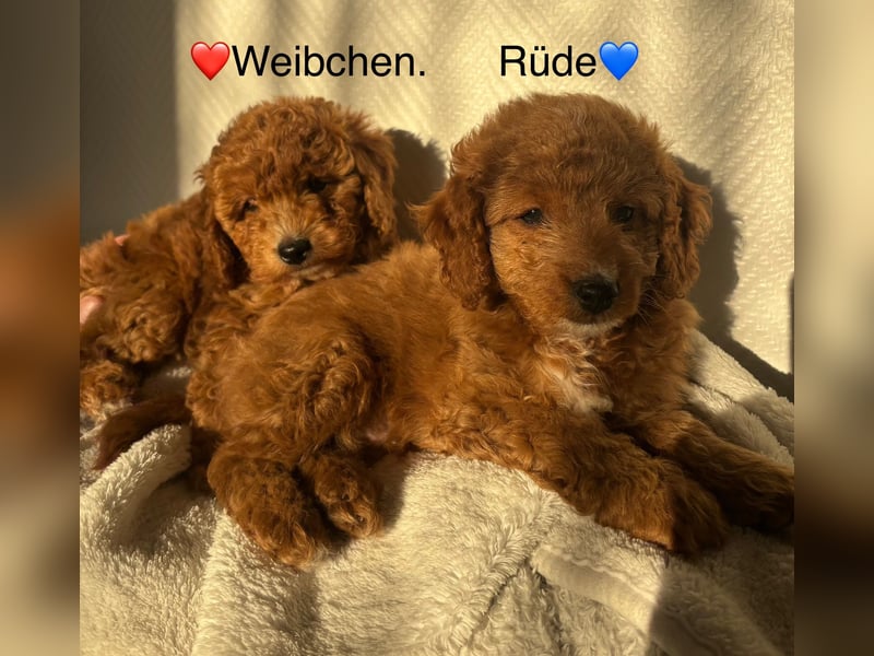 Pudel-ToyPudel