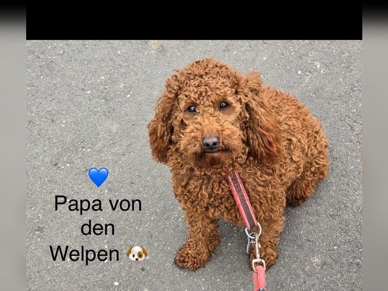 Pudel-ToyPudel