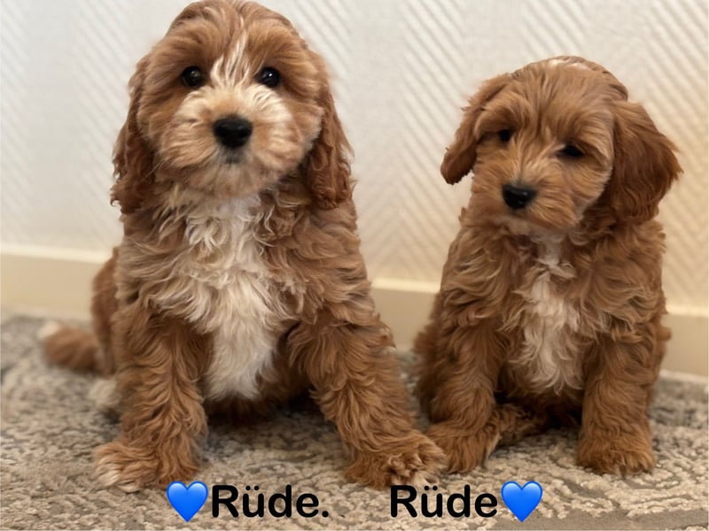 Pudel-ToyPudel