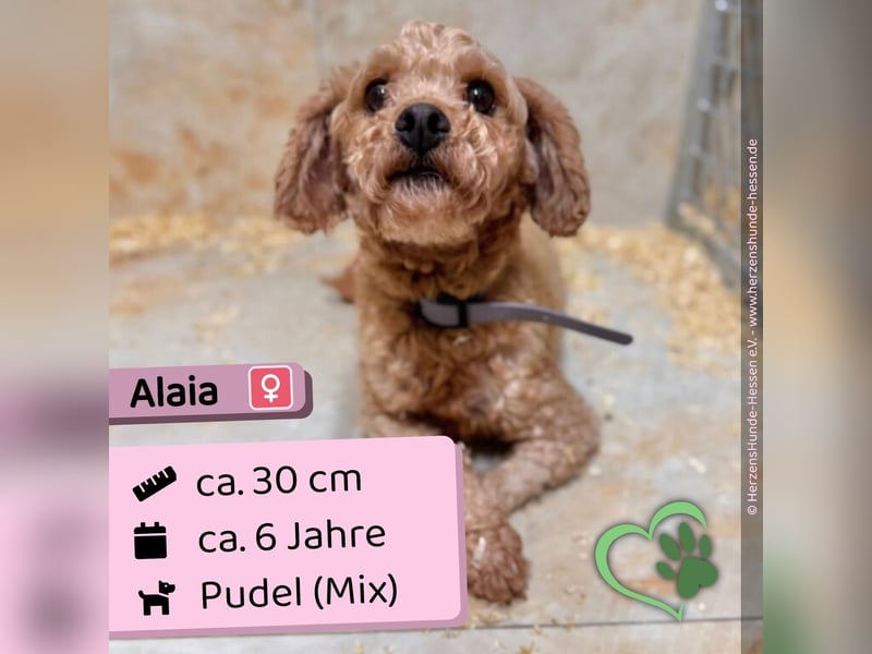 Alaia - aktiv, freundlich