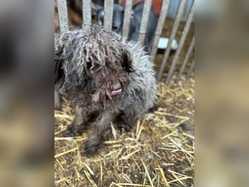Lolka PP – Hübsche Hundedame möchte wieder Vertrauen!