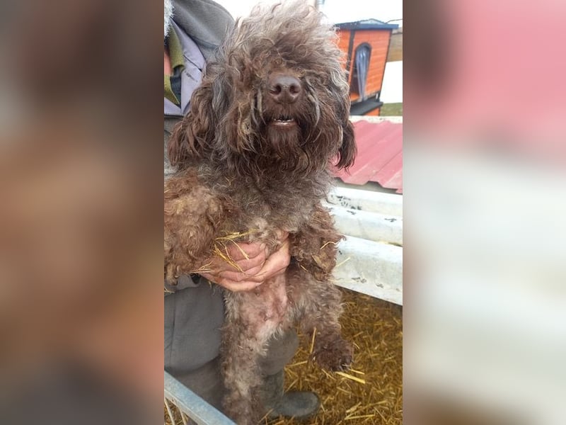 Lolka PP – Hübsche Hundedame möchte wieder Vertrauen!