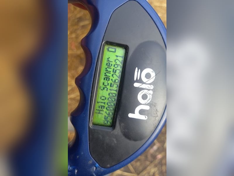 Bolka PP - charmante Pudeldame mit viel Herz