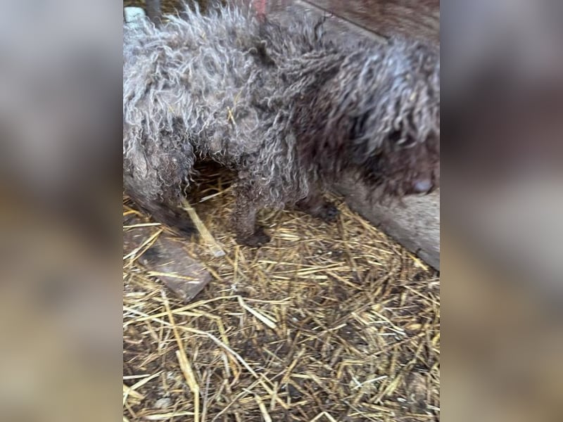 Lolka PP – Hübsche Hundedame möchte wieder Vertrauen!