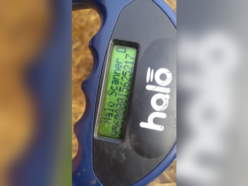 Lolka PP – Hübsche Hundedame möchte wieder Vertrauen!